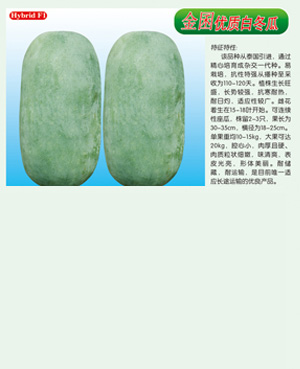 金囷【優(yōu)質(zhì)白冬瓜】
