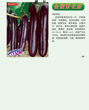 金囷紫長茄