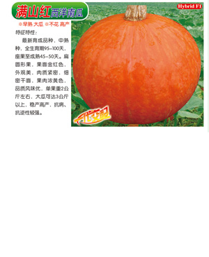 滿山紅【西洋南瓜】