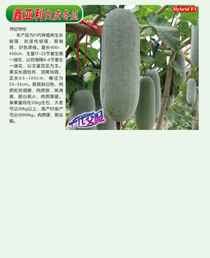 鑫亞利【白皮冬瓜】