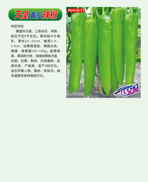 天皇【黃皮辣椒】