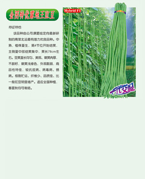 金囷特優(yōu)露地王豇豆