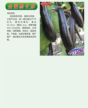 金囷黑長茄