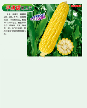 早甜糯【黃玉米】