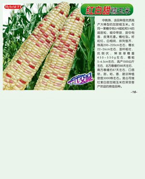 紅白甜【糯玉米】