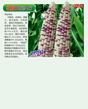 紅紫白【甜糯玉米】