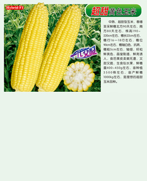 超甜【黃色玉米】