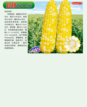 超甜【黃白玉米】