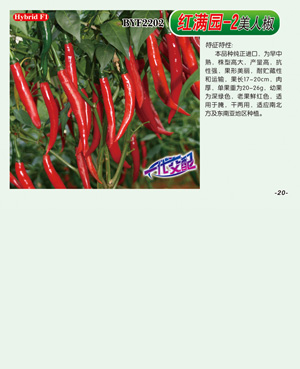 紅滿園-2【美人椒】
